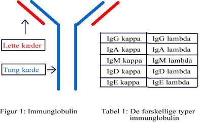 Serum frie lette kæder ved - Myelomatose