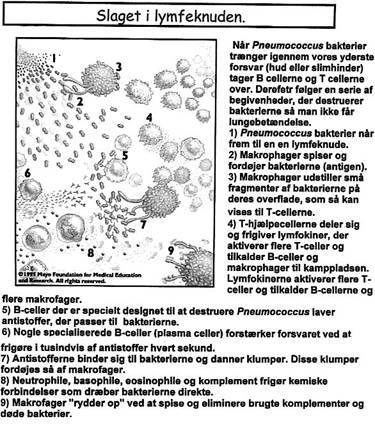 immologi002