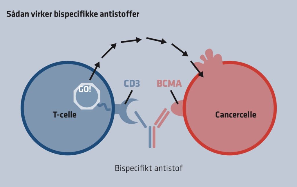 Grafik der viser bispecifikke antistoffers funktion