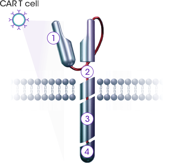 Abecma CAR-T manipulation af T celle